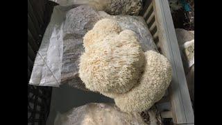 Mushroom Biology and Fungal Genetics