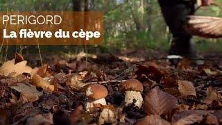 Périgord - la fièvre du cèpe