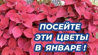 ЧТО ПОСЕЯТЬ В ЯНВАРЕ 2025? Красивые цветы, которые стоит посадить в январе на рассаду