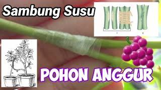 Anggur | Sambung susu Pohon Anggur | Keberhasilan 100% | Ulas Tuntas Channel