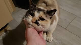 Cat melts into a puddle when you rub her neck