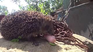 Wild hedgehog eats a sausage