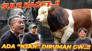 PERTAMA KALI MEMPERTEMUKAN KEBO BULE DENGAN ALPACA..!! EKSKLUSIF UNTUK SULE..!!