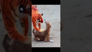   Fake Tiger Scare Dog Prank, Very Funny Haha #faketiger #dogreaction