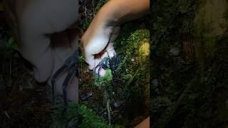 Laba-laba hitam borneo‼️ BLACK LAMPROPELMA️#borneo #video #shorts #tarantula