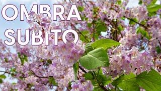 Paulownia tomentosa, coltivazione di un albero dalla crescita velocissima!