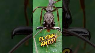 The Ant With the FASTEST Bite – And It Uses It to FLY!