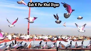 Sab Baby Pigeon K Par Khol Diyae | Hashim Mahmood Pigeons