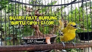 Suara pikat burung sirtu/cipoh