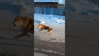 нападения собака