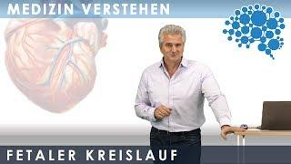 Herz Anatomie Fetaler Kreislauf│Dr. Dr. Damir del Monte│Encephalon Medizin-Videos bei Lecturio