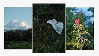 Green Cay Nature Reserve Photo Showcase - Birding, Flowers, Clouds and others. Relaxing music. 4K