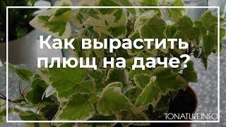 Как вырастить плющ на даче? | toNature.Info