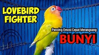 Pancingan Lovebird Fighter Ngekek Panjang, Ngetik Tajam Pancing Emosi Rangsang labet Cepat BUNYI