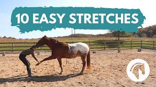 HOW TO STRETCH A HORSE (10 Easy Horse Stretches)