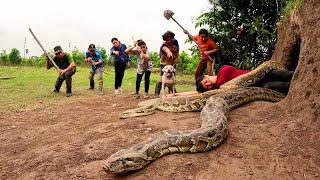 6 Brave Hunters With PitBull Dog Confront 3 Ferocious Giant Python To Save The Girl