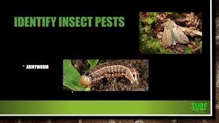 Insect Pests of Turfgrasses