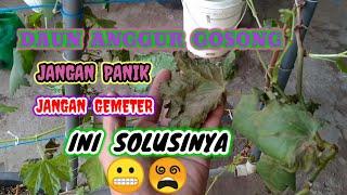 MENGATASI DAUN ANGGUR TIBA TIBA GOSONG, LAYU, KERING, RONTOK, #garden #budidayaanggur #anggur