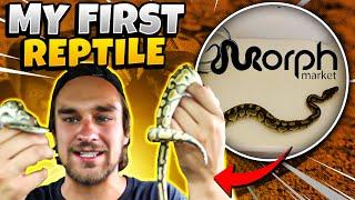 MORPH MARKET REVIEW! BUYING MY FIRST REPTILE OFF OF MORPH MARKET FROM ANCESTRAL ROYAL PYTHONS!