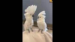 Cockatoos Dancing!