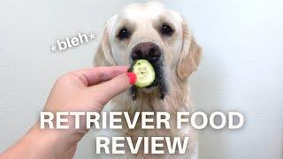 ASMR Food Review | Golden Retriever Taste Test