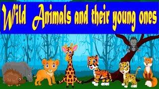 Wild Animals and Their Young Ones | Zoo Babies | Kid2teentv