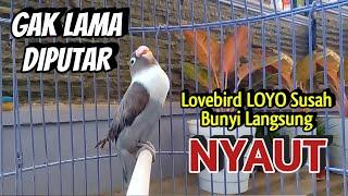 Suara Lovebird Ngekek Panjang, GAK LAMA DIPUTAR Lovebird LOYO Susah BUNYI Seketika Ikut NGEKEK