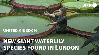 First new giant waterlily species discovered in London in over a century | AFP