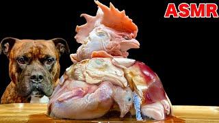 MUKBANG ASMR Dog eating Raw meat jelly！ 【American Bully】