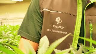 Lav group GmbH Imagevideo - CBD Produktion Schweiz