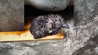 The soaked kitten crouched on the pipe, secretly crying, until it was discovered by a passing lady.