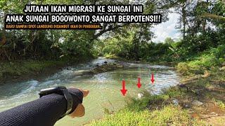 JIWA MEMANCING BERGETAR NEMU SPOT SEPERTI INI!! Mancing wader teknik kumbul di anak sungai Bogowonto