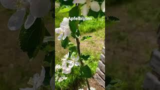 Apfelblüten