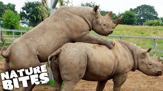 Endangered Rhinos Struggle to Mate | The Secret Life of the Zoo | Nature Bites