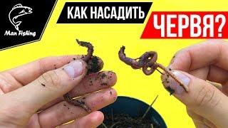 Как насадить ЧЕРВЯ на крючок?! 3 способа! Ловля КАРПА, КАРАСЯ, ЛЕЩА, ПЛОТВЫ