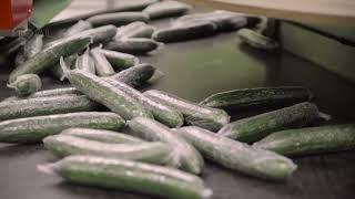 How To Grow 69 Millions Of Cucumbers In Greenhouse And Harvest - Modern Agriculture Technology