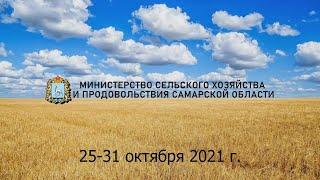 Итоги недели 25-31 октября 2021 г.