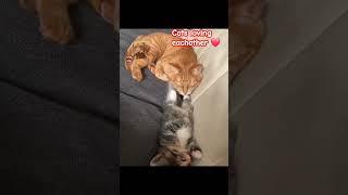  cats loving each other and snuggling.  They are so cute to watch  #cat #kitten