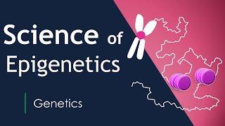 Science of epigenetics | Gene Expression | Genetics | Basic Science Series