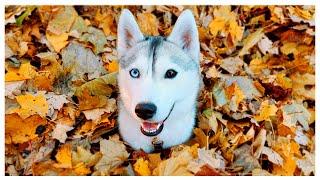 Finding the BIGGEST Pile of Leaves with my Husky!