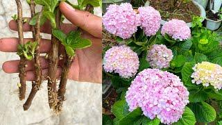 Sayap hydrangea di pasir | Menanam bunga hydrangea