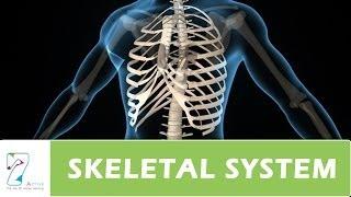 HUMAN SKELETAL SYSTEM