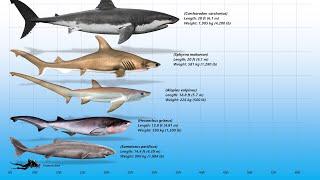 10 Biggest Modern Sharks Ever Recorded