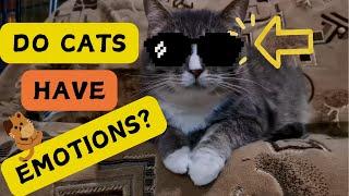 How Cats Communicate Their Emotions ?