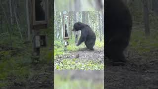 Медведь и зеркало. #shorts #медведь #фотоловушка
