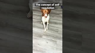 Can My Dog Teach Self-Regulation Better Than Me?