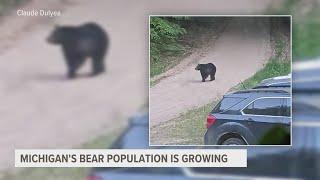 WHAT WE KNOW | Black bear sightings in West Michigan