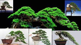 70 Bonsai Semi Cascade Asia (Inspirations Asian SemiCascade Bonsai)