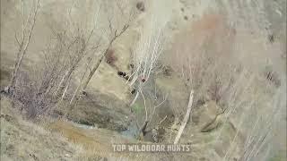 TOP 100 BEST SHOTS - How Hunters and Farmers deal with invasive wild boars, wild boar hunting, hog