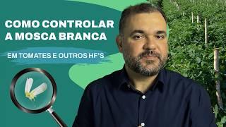 COMO CONTROLAR A MOSCA BRANCA (Bemisia tabaci) EM TOMATE E OUTROS HF´S